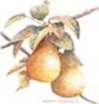 Pears by Sharon Pedersen