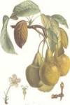Pears/Frangipane by Francois Langlois