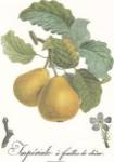 Pears/Imperiale by Francois Langlois