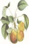 Pears/Orange Rouge by Francois Langlois