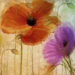 Penchant For Poppies II by Color Bakery