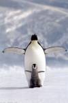 Penguin Chick