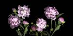 Peonies by Susan Barmon