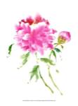 Peonies in Pink I by Nan Rae