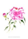 Peonies in Pink II by Nan Rae