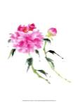 Peonies in Pink IV by Nan Rae