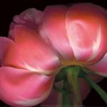 Peony by Bloomfield