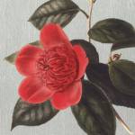 Peony by Sarah Elizabeth Chilton