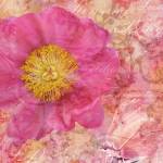 Peony - Feminine Beauty by Cora Niele