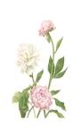 Peony I by Pamela Shirley