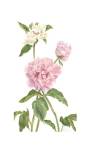 Peony II by Pamela Shirley