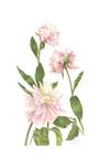 Peony III by Pamela Shirley