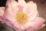 Peony in the Park by Dawn Leblanc