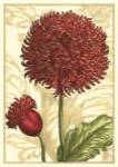 Peony Passion II by Johan Theodore De Bry