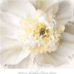 Peony Praise by Rebecca Swanson