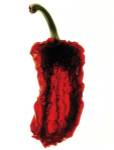 Pepper Silhouette by Flowerphotos