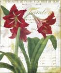 Peppermint Amaryllis by Color Bakery