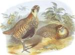 Perdix Hodgsoniae by John Gould