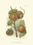 Persimmon I