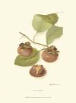 Persimmon II