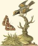 Petite Bird Study I by George Edwards
