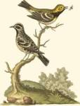 Petite Bird Study II by George Edwards
