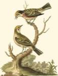 Petite Bird Study IV by George Edwards
