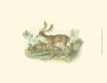 Petite Fallow Deer by W.H. Lizars