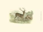 Petite Red Deer by W.H. Lizars