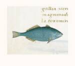 Petrus Candidus - Blue Fish Size 12x12 by Petrus Candidus