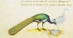 Petrus Candidus - Peacock Size 10x16 by Petrus Candidus