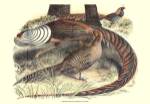 Pheasant Varieties III by Vision Studios