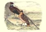 Pheasant Varieties IV by Vision Studios