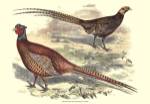 Pheasant Varieties V by Vision Studios