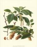 Pincecones & Foliage I by Vision Studios