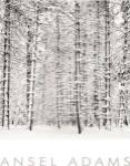 Pine Forest In The Snow, Yosemite Nation by Ansel Adams