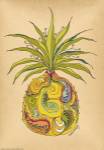 Pineapple by Green Girl Canvas