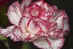 Pink And White Carnation by Gordon Semmens