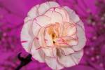 Pink And White Carnation On Magenta I by Gordon Semmens