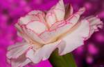 Pink And White Carnation On Magenta II by Gordon Semmens
