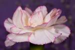 Pink And White Carnation On Purple Closeup by Gordon Semmens