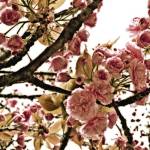Pink Blossom I by Flowerphotos