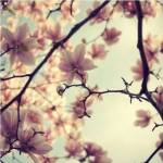 Pink Blossoms by Irene Suchocki