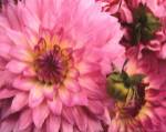Pink Dahlia by Maureen Love