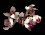 Pink & Fushia Orchid 1 by Susan Barmon