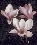 Pink Magnolias II by John Seba