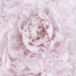 Pink Peony Flower by Cora Niele