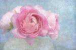 Pink Persian Buttercup Still Life by Cora Niele