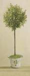 Pink Rose Topiary II
