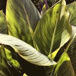 Plant Exploration I by Emily Navas